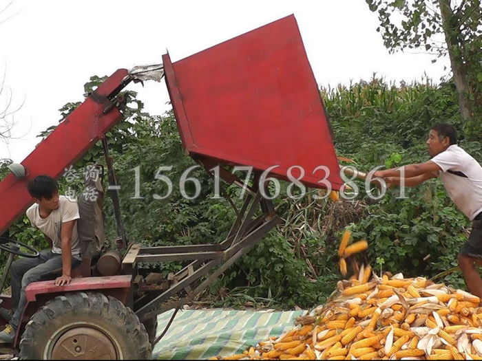 玉米收割機收穫效果展示